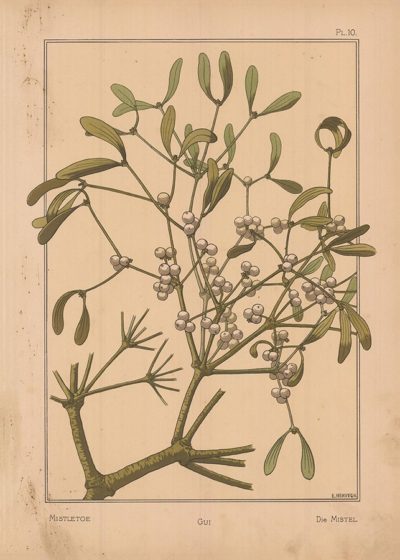 Литография «Омела» (Mistletoe. Gui. Die Mistel)