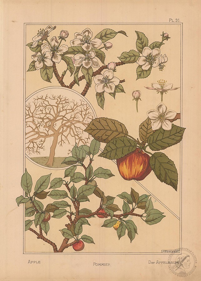 Литография «Яблоко» (Apple. Pommier. Der Apfelbaum)