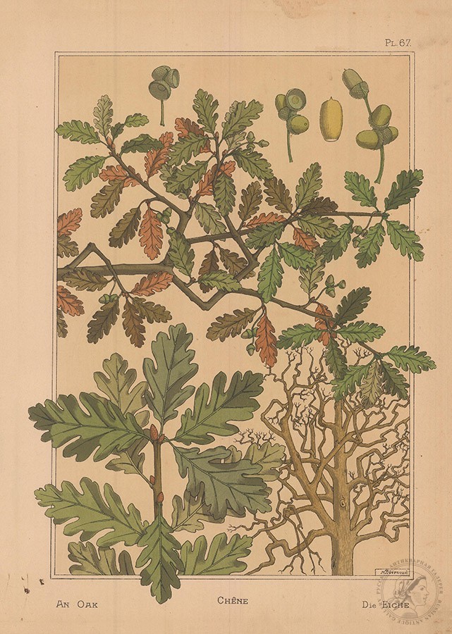 Литография «Дуб» (An Oak. Chêne. Die Eiche)