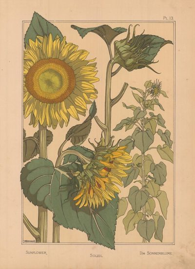 Литография «Подсолнух» (Sunflower. Soleil. Die Sonnenblume)