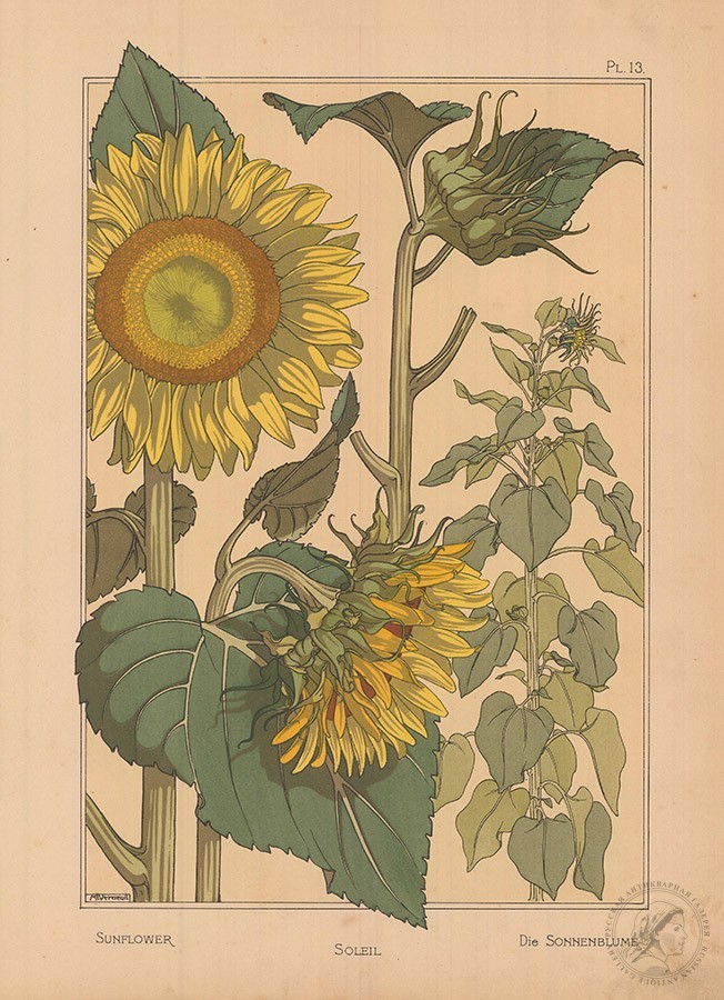 Литография «Подсолнух» (Sunflower. Soleil. Die Sonnenblume)
